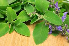 Banho de Oxalá: Limpeza, Cura e Paz Interior com Boldo para a virada 2026